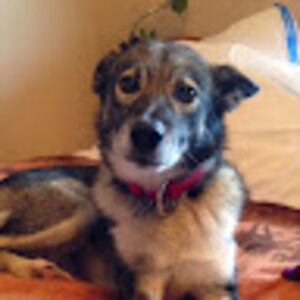 Meet your Posher, Abby